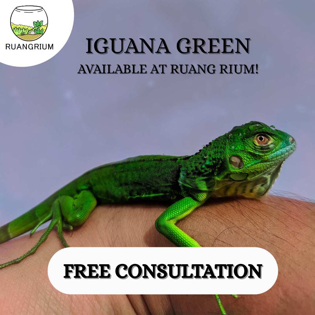 Mainan hidup Iguana Green || Iguana mainan Green || green iguana