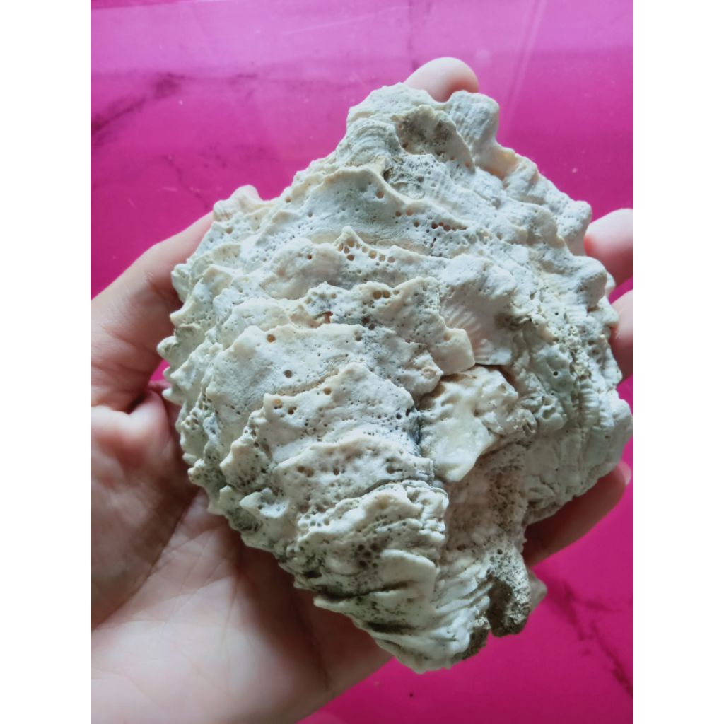 cangkang kerang mutiara unik