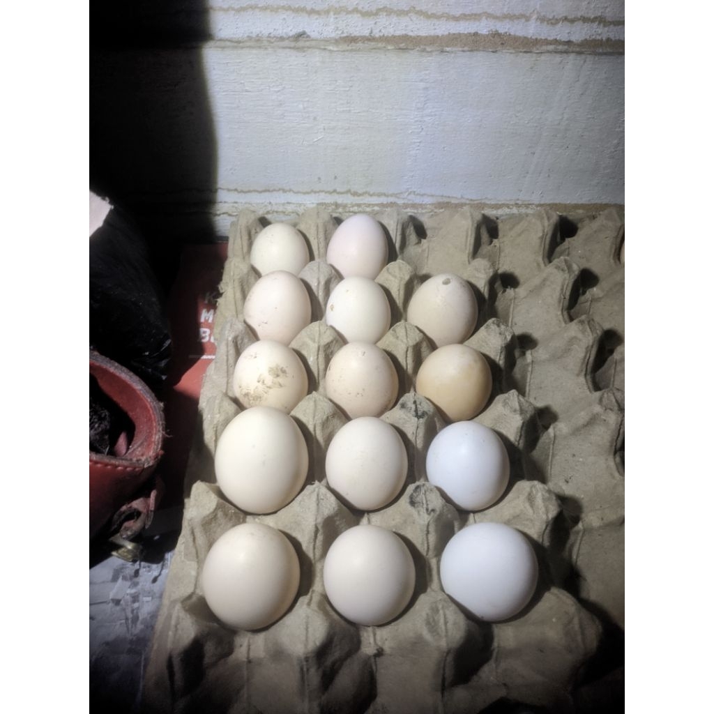 Telur ayam kampung fertil