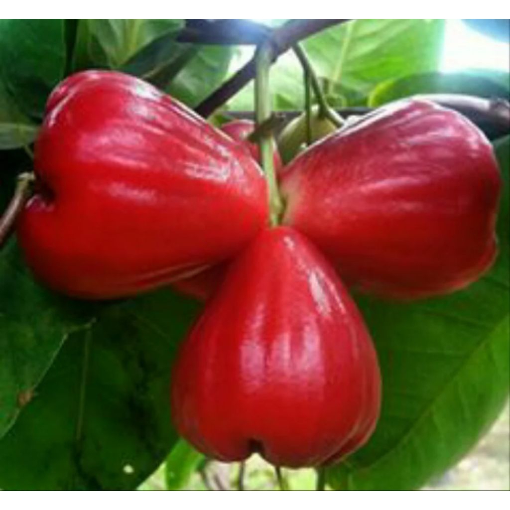 bibit jambu air citra, bibit tanaman jambu air citra, bibit buah jambu.