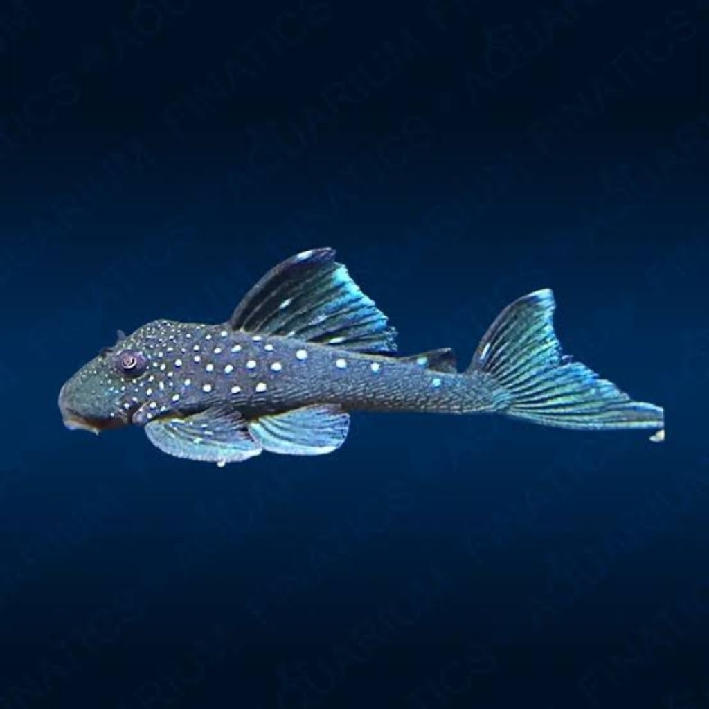 Ikan sapu-sapu pleco L128 blue phantom