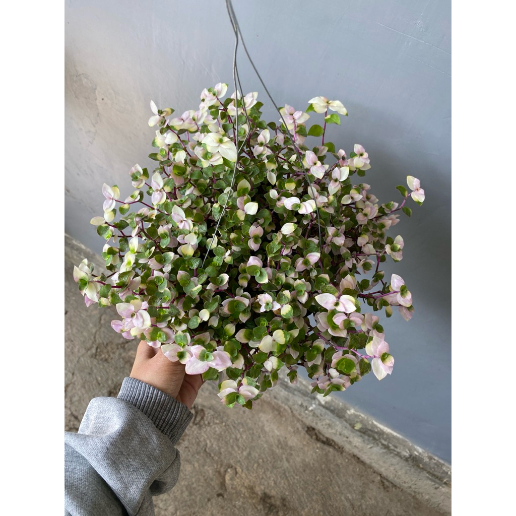 Tanaman gantung tahan panas - tanaman gantung - KHUSUS INSTANT