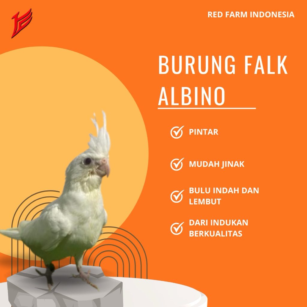 [Aksesoris] Falk Albino (Parkit Australia)