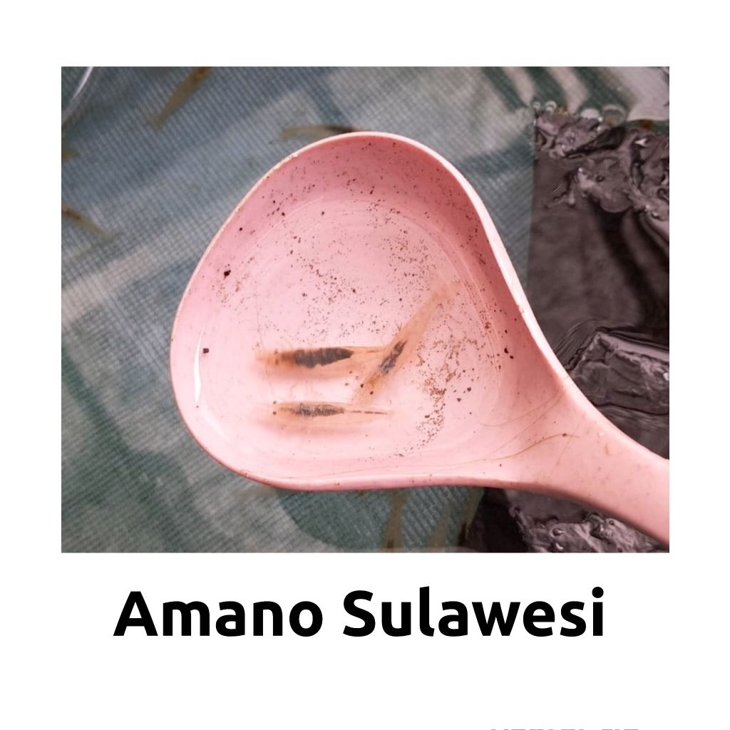 dekorasi aquarium udang amano sulawesi aquascape