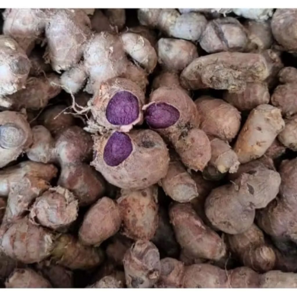 ready kunyit hitam langka 250gram segar kualitas terjamin