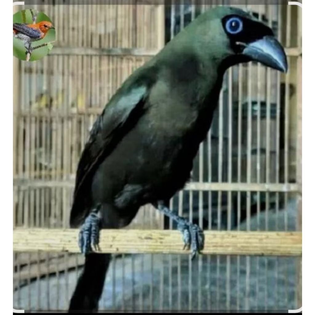 BURUNG MURAI HITAM PAPUA PILIHAN BAGUS