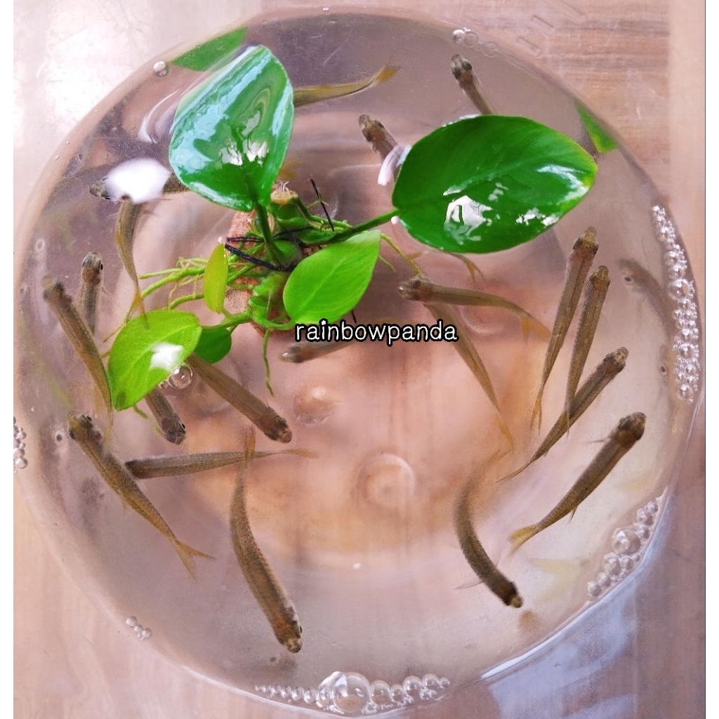 HIASAN AQUARIUM SELUANG IKAN PAKAN PREDATOR