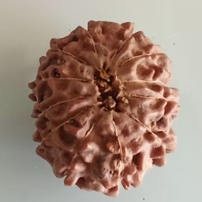 Rudraksha jenitri mukhi 12 original natural