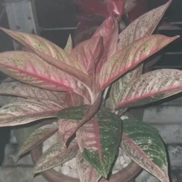 Aglaonema Legacy