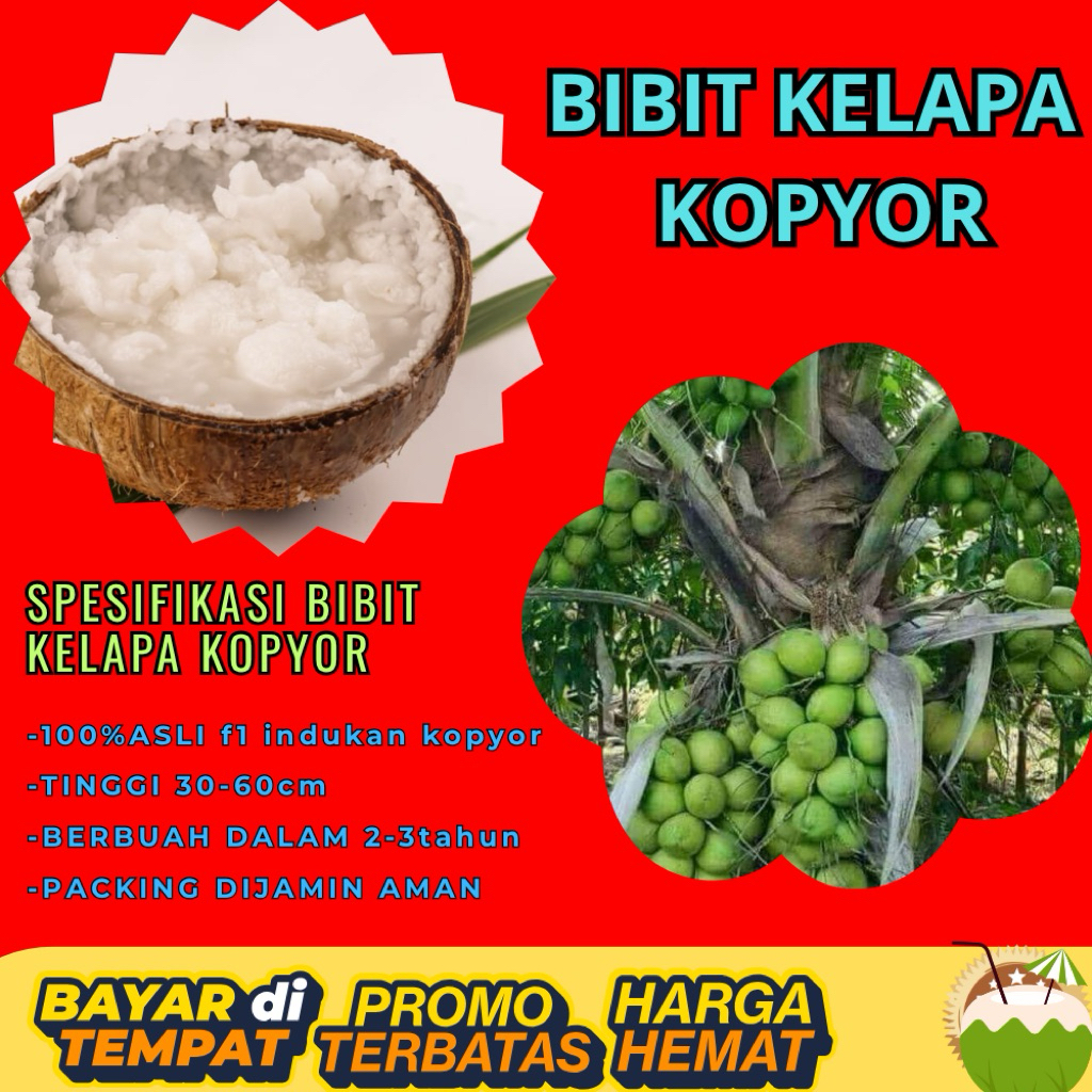 PROMO  Bibit Kelapa Kopyor, Bibit Kelapa Kopyor Asli, Bibit Kelapa Kopyor Bersertifikat