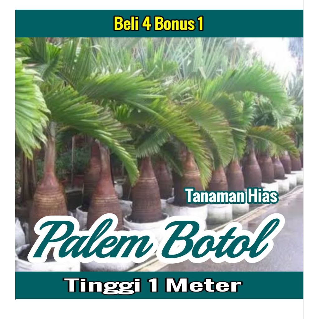 Bibit Tanaman Hias PALEM BOTOL 1 Meter