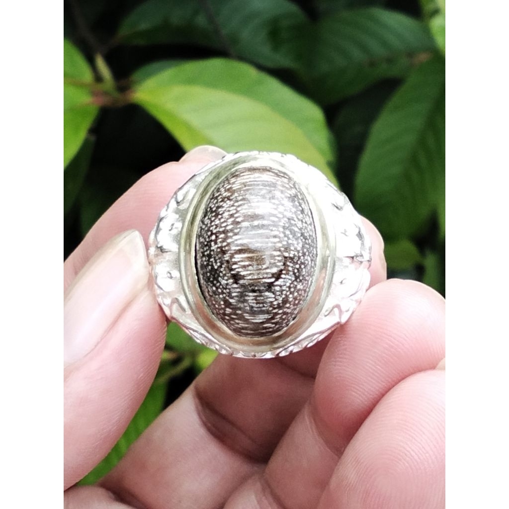 Natural Fosil Kelor Serat Jarum