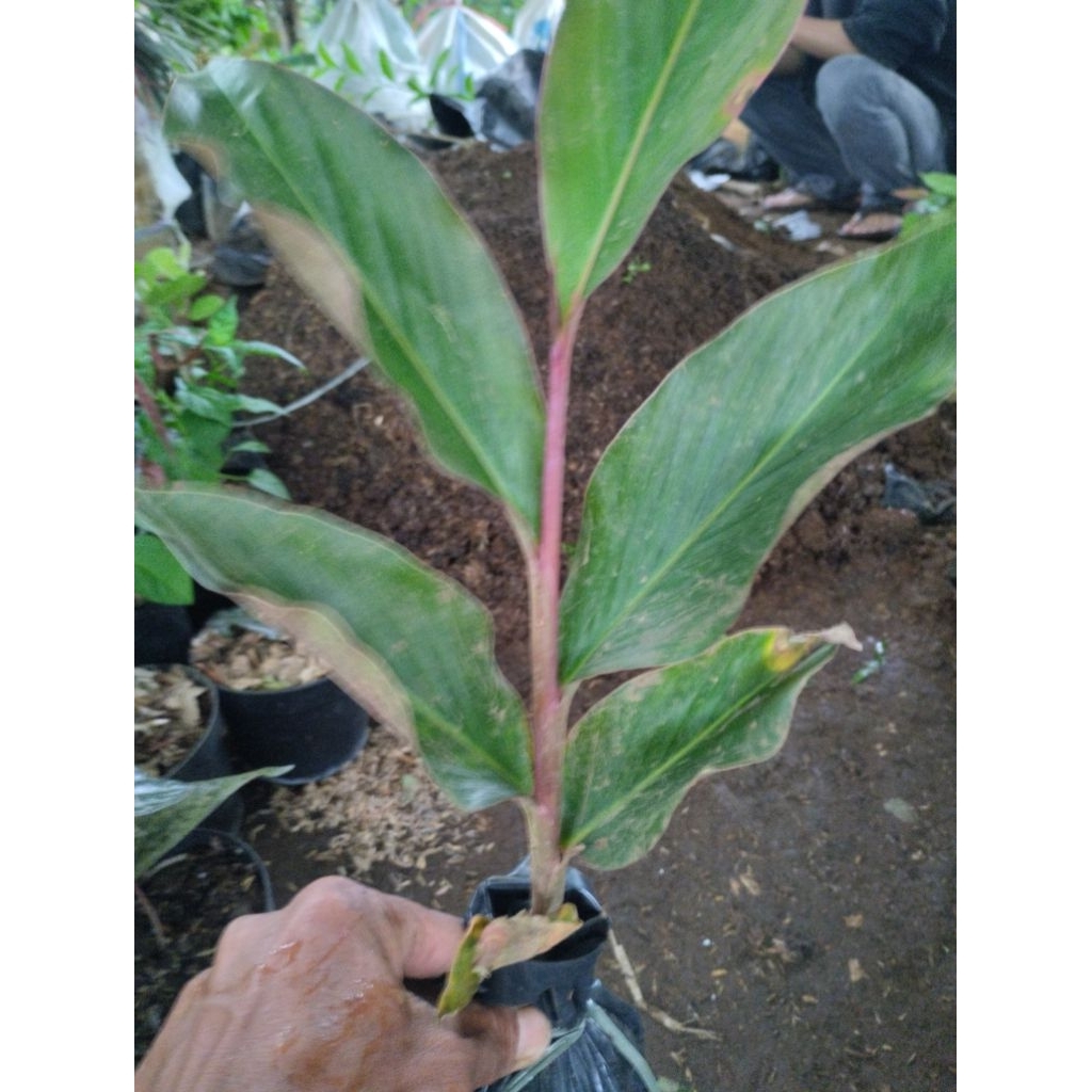 bibit pohon kecombrang