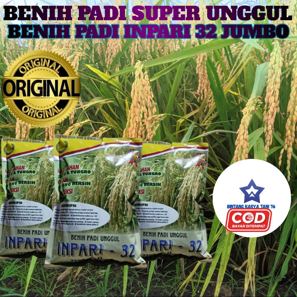 BENIH PADI INPARI 32 JUMBO 1KG SUPER UNGGUL