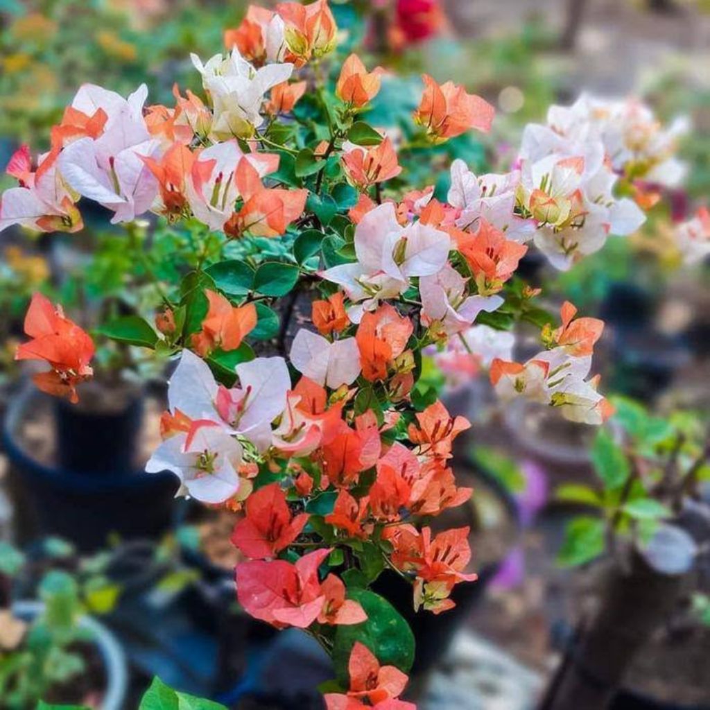 tanaman hias bougenville Maharani