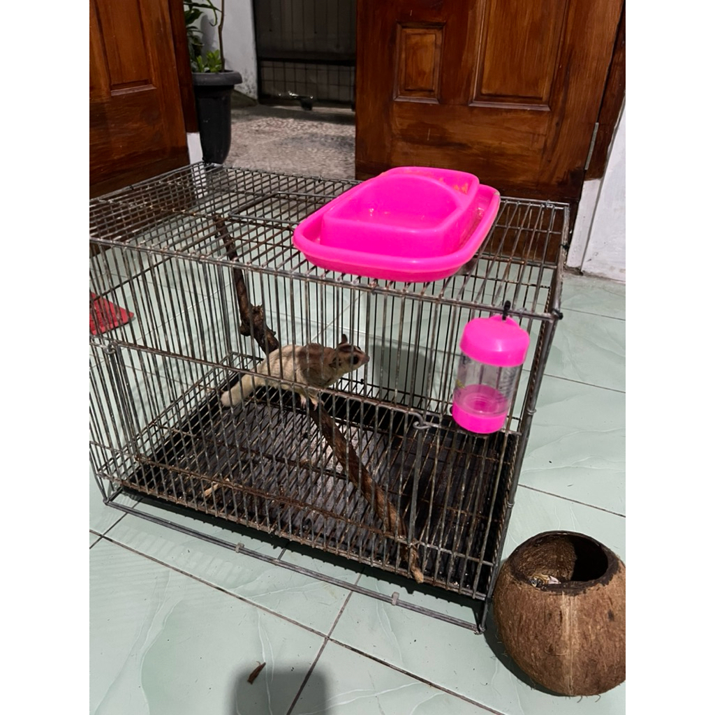 Sugar Glider Platmoz j x Moza b