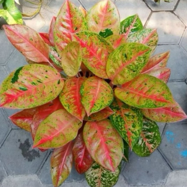 Aglonema Red Bigroy Rimbun Dewasa - Tanaman Hias Aglonema Bigroy