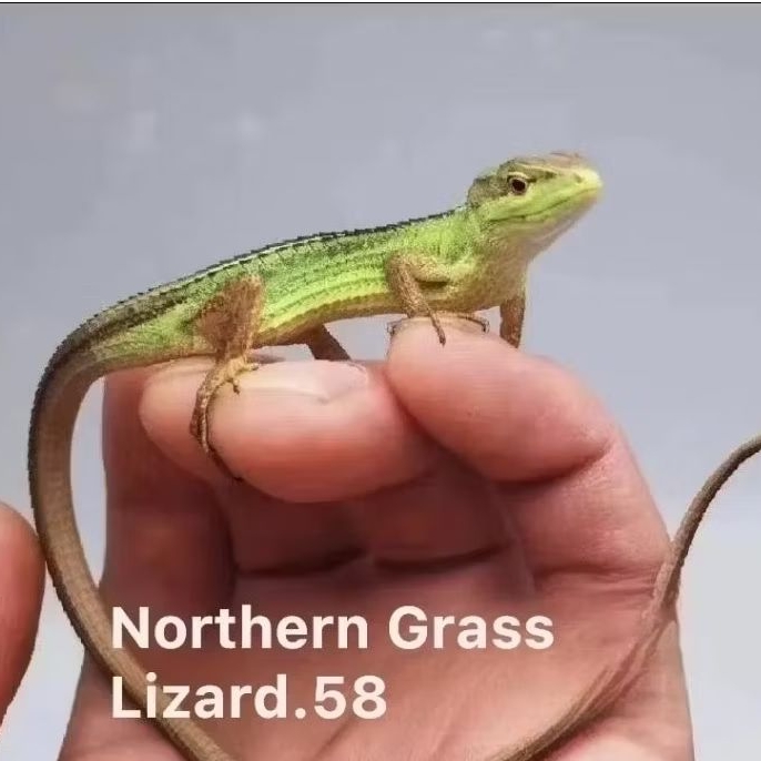 Grass Lizard Ekor Panjang Hidup Isi 4 Ekor | Kadal Rumput Aktif Sehat Cocok Koleksi & Edukasi