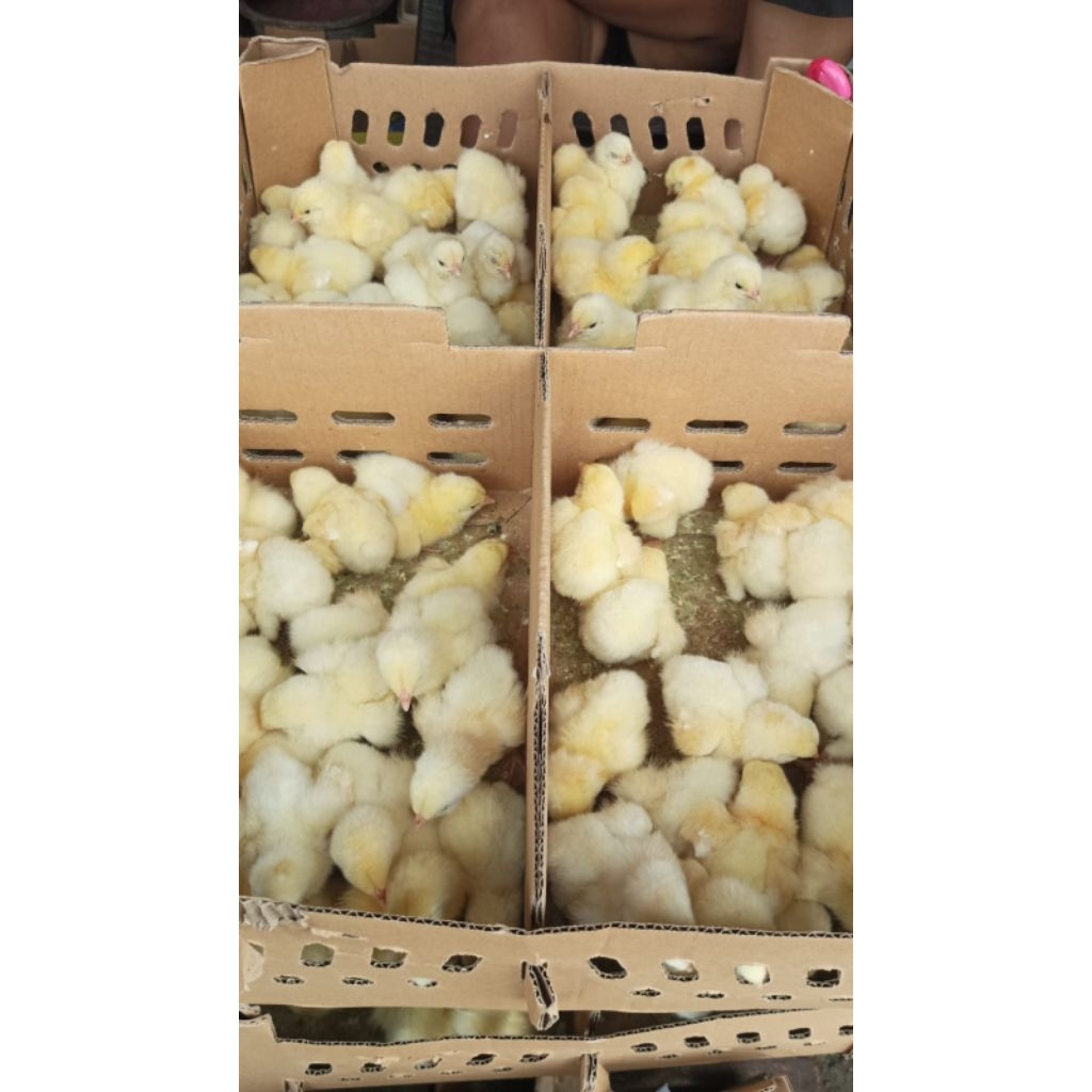 Ayam broiler asli - ayam boiler - doc broiler - doc boiler - ayam potong boiler