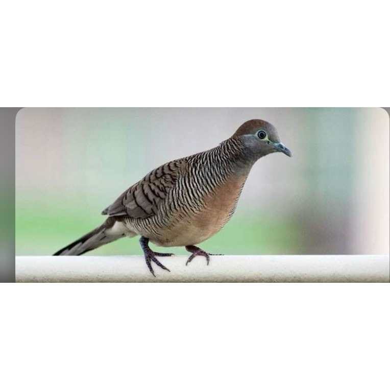 Perkutut Bangkok 100 % Super Gacor cor