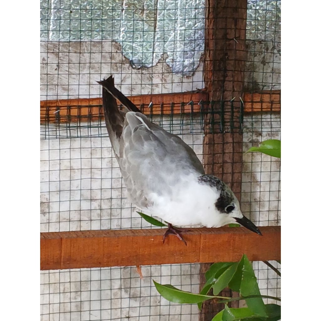 Burung Hias / Burung Aviary / Burung dara laut / Burung cantik