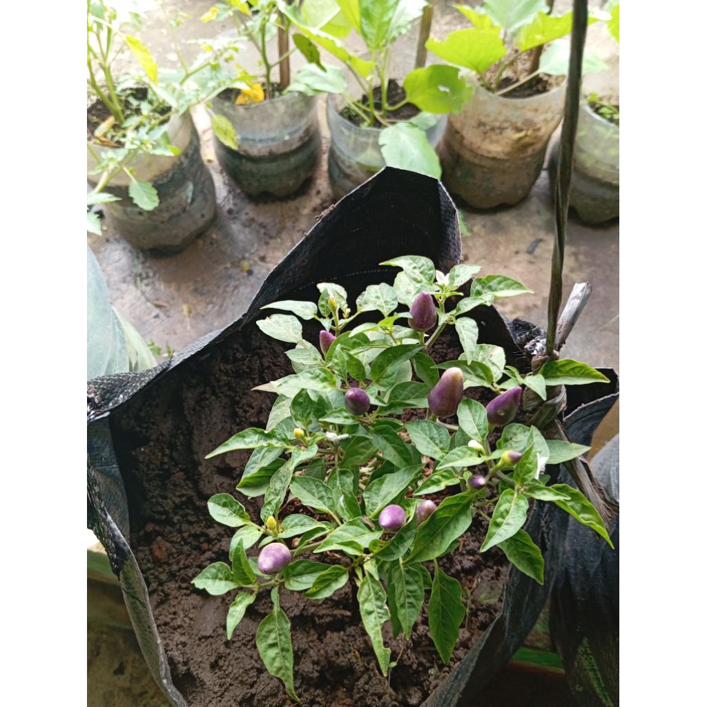 Benih Cabe Cabai Ungu Pelangi