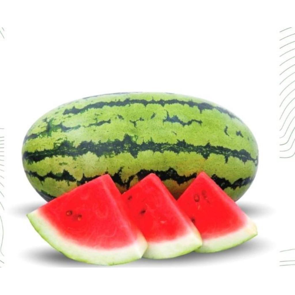 Benih Semangka merah loreng TT dragon 2 seed