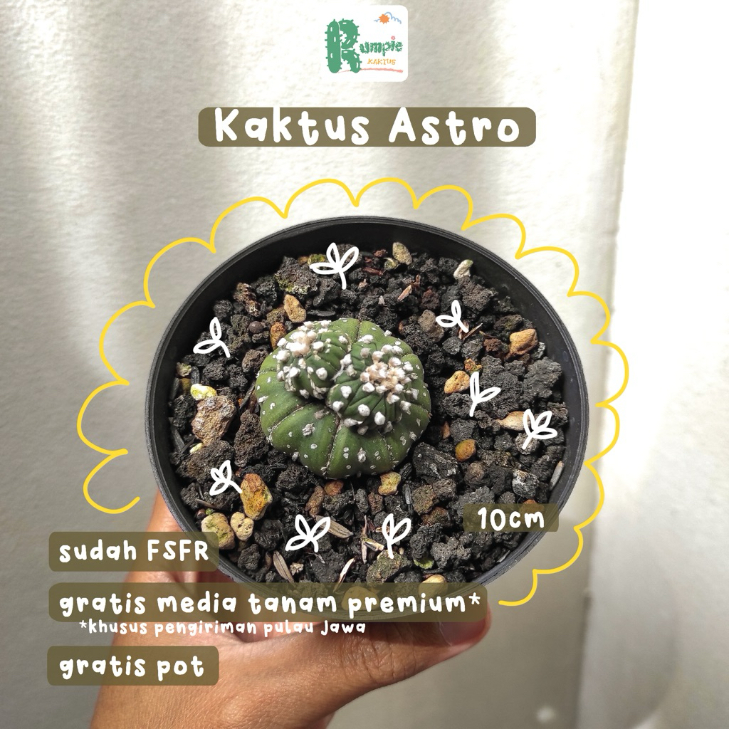 Kaktus Astrophytum Unik Tanaman Hias Tanaman Hidup Cactus