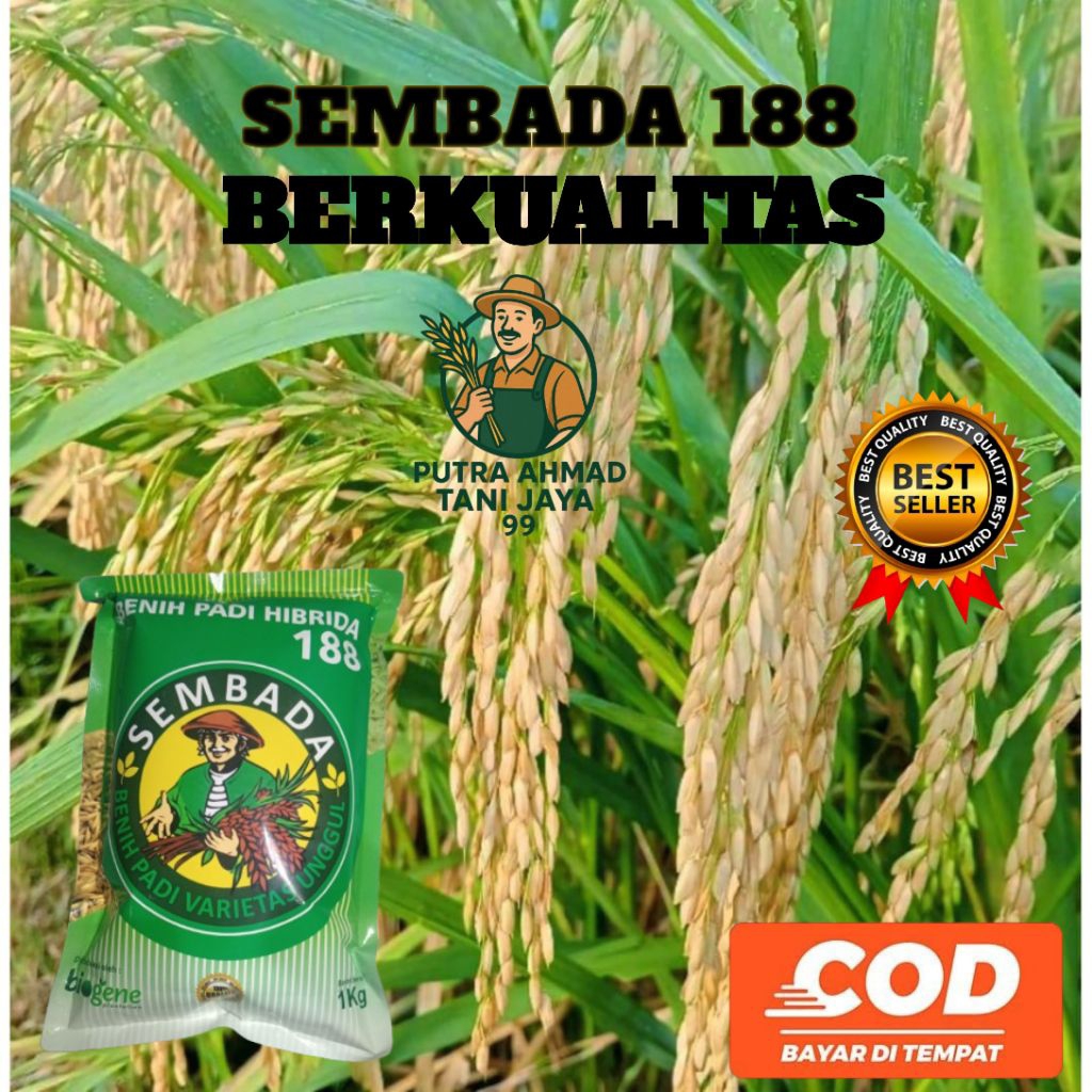 BENIH PADI SEMBADA 188 BERKUALITAS KEMASAN 1KG