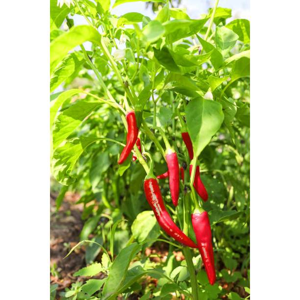 SUBUR BIBIT CABAI MERAH BESAR