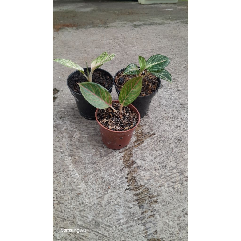 Paket 3 Baby Aglonema 110K = Moonlight, Sexy back, Kresna golden