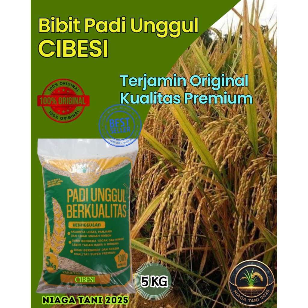 bibit padi unggul berkualitas cibesi
