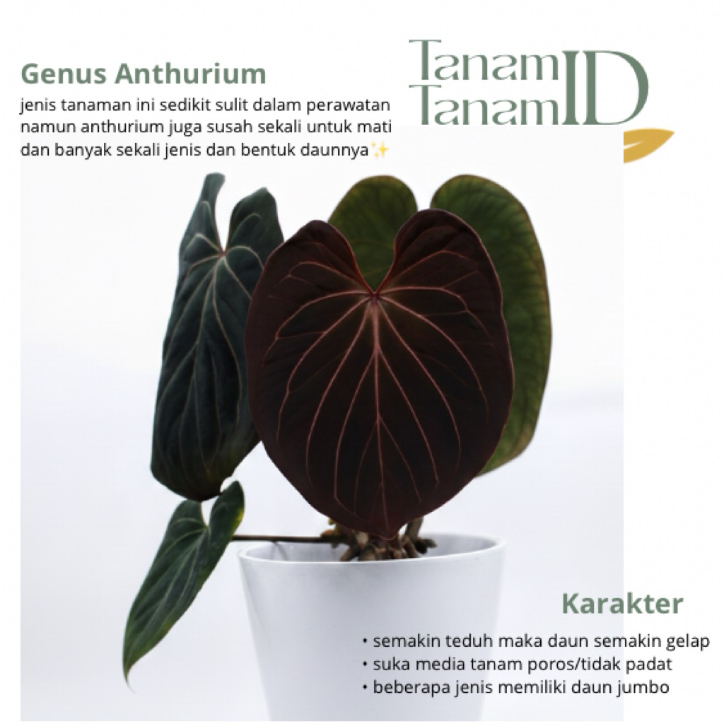 Anthurium HU - Anthurium king of spades