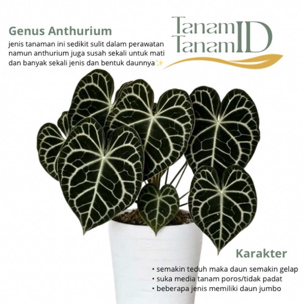 Anthurium clarinervium dark form