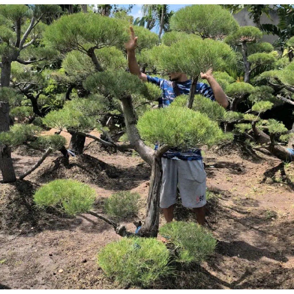 tanaman bonsai cemara udang tinggi 1-2 meter