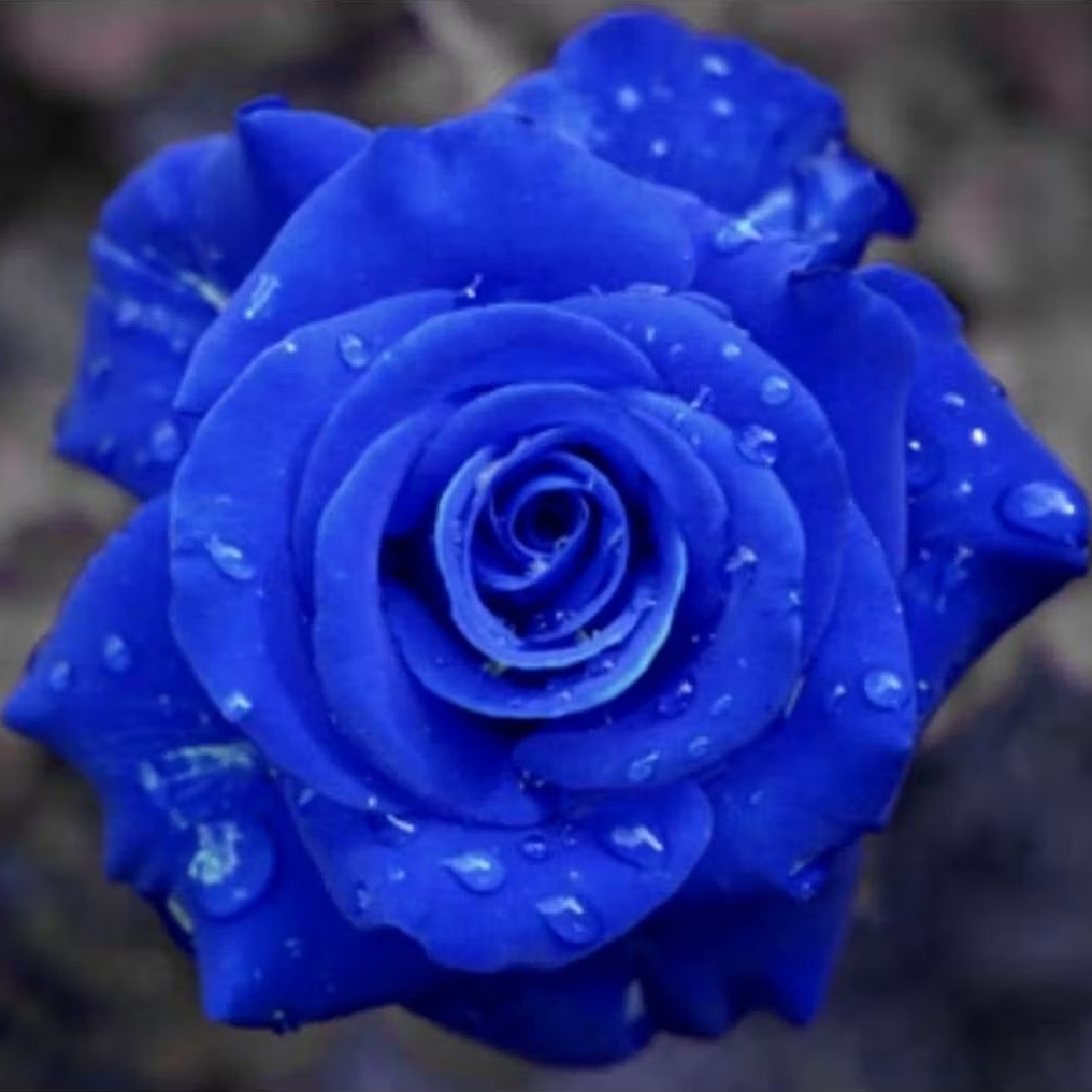 Tanaman Hias Bunga Mawar Biru Tanaman Bunga Mawar Biru