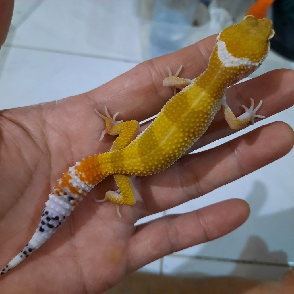 Asli Mainan Anak Baby Gecko leopard SHTCTB X