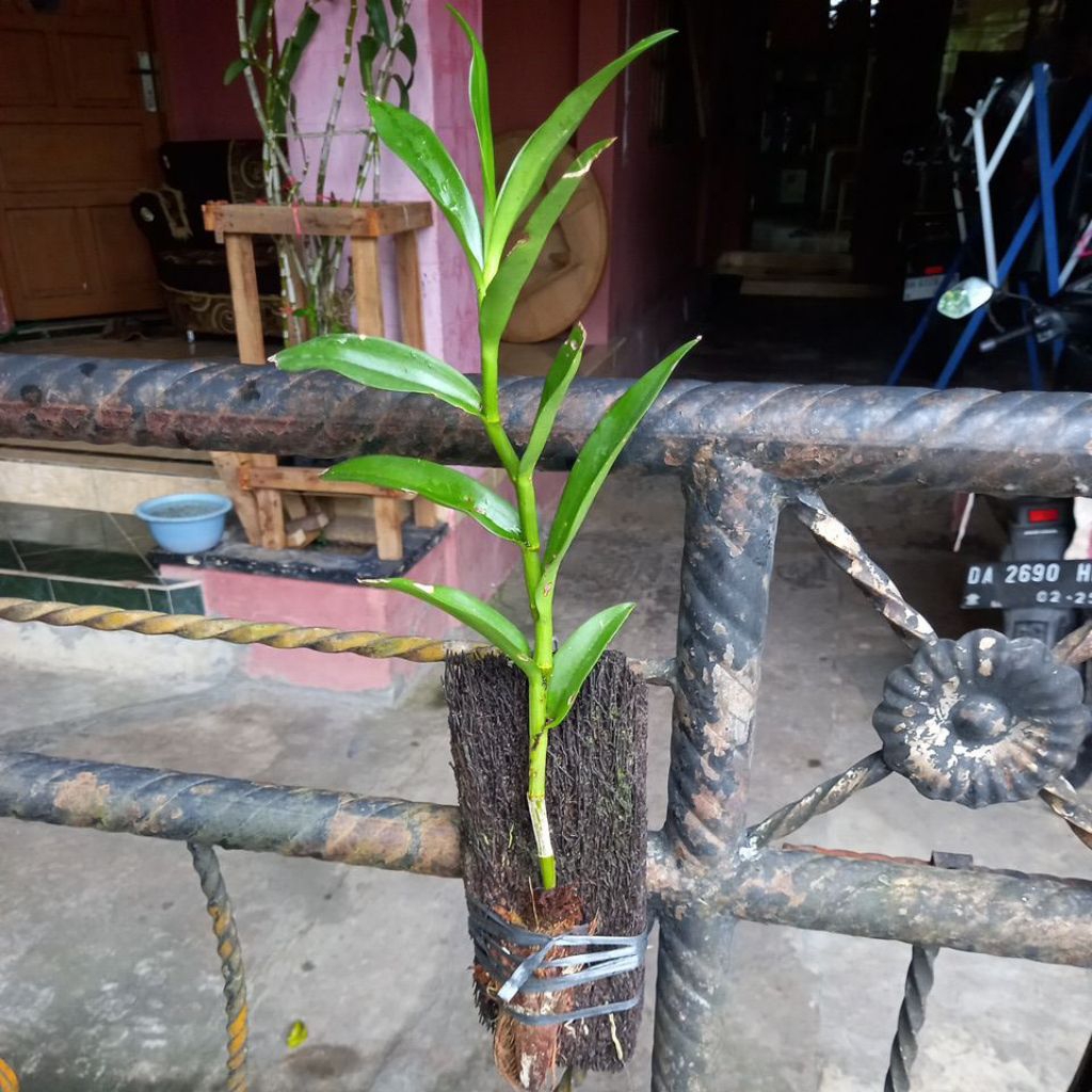 Anggrek Dendrobium Capung Kapuas