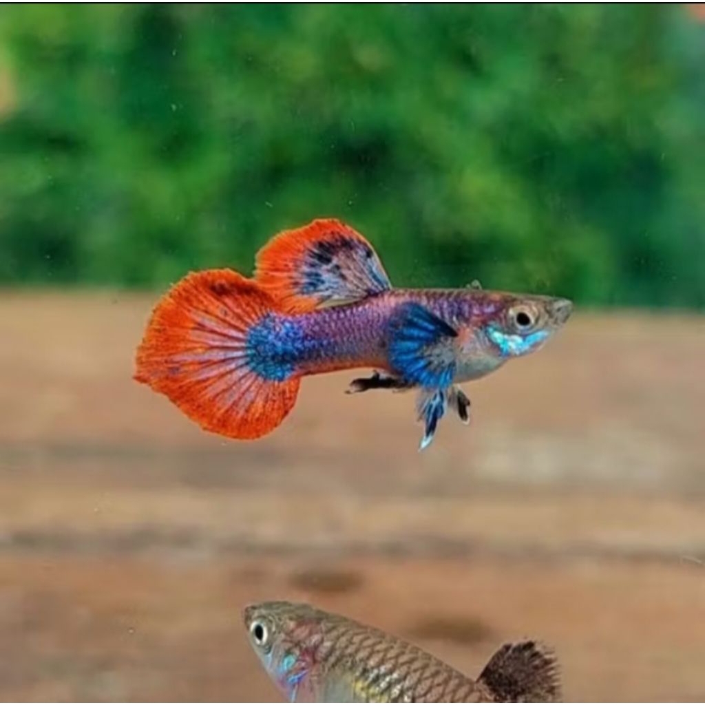 guppy Magenta hiasan aquarium