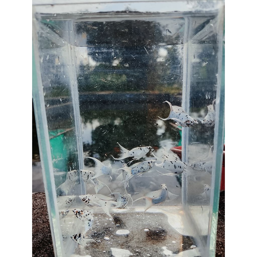 MOLLY MARBEL  PLATINUM CAWANG/ LYRETAIL