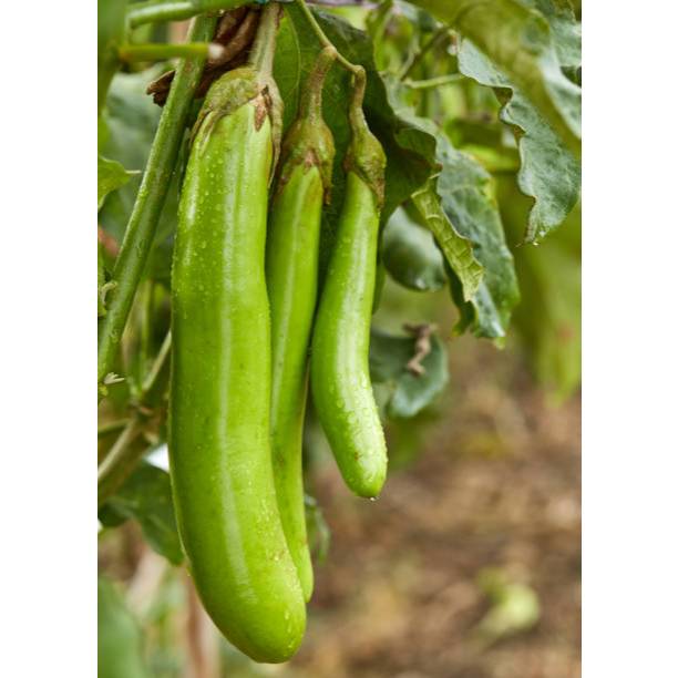 SUBUT BIBIT TERONG PANJANG HIJAU