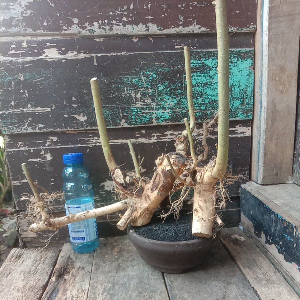 bahan bonsai serut dongkelan berkarakter untuk raft atau panorama