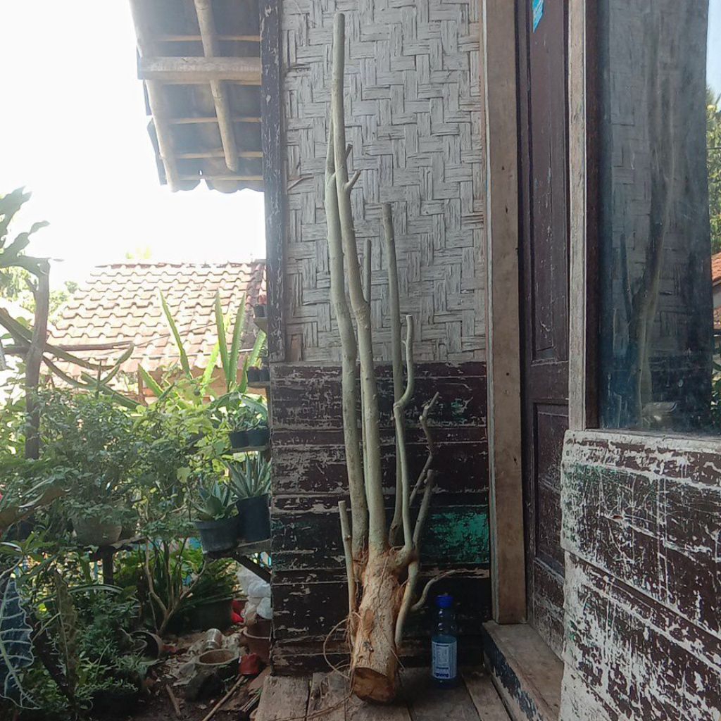 bahan bonsai serut dongkelan berkarakter untuk bonsai taman