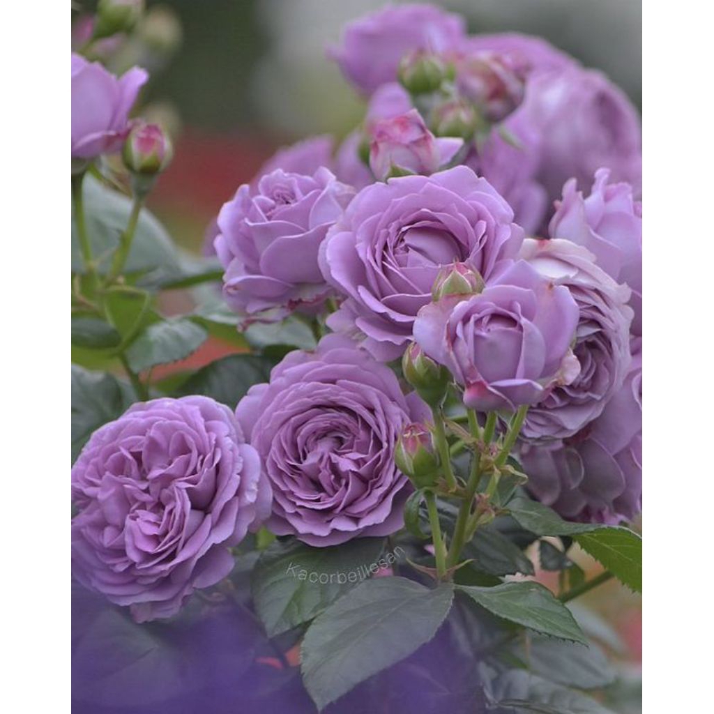 Mawar/bibit mawar/mawar kampung