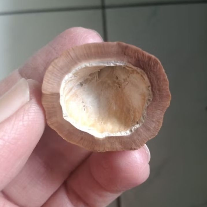 Kemiri Adu Muncang Adu Mayit Asmat Ori Urgen Full Tua