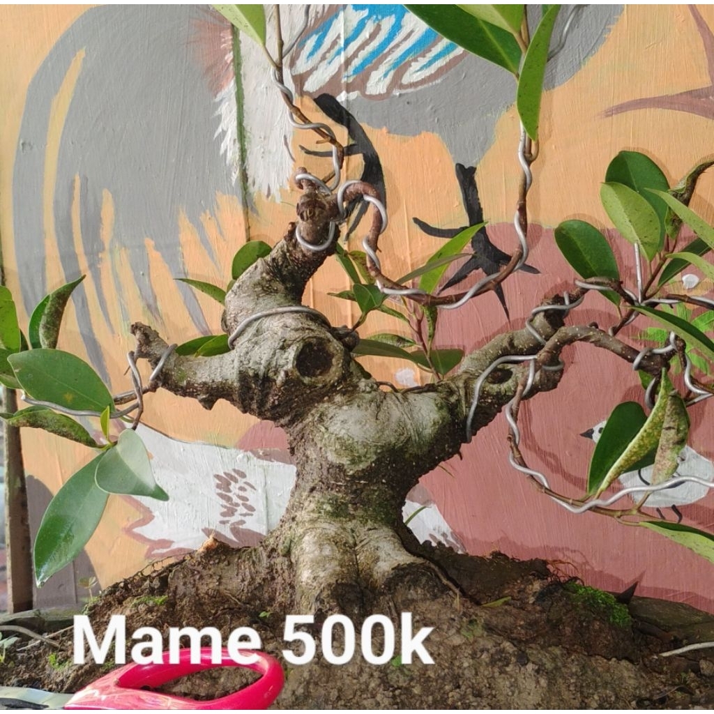 Bonsai jadi siap pajang Bonsai Iprik bonsai bogel bonsai programan bonsai petarung bonsai Iprik pucu