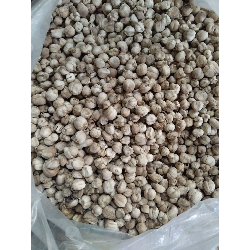 Rempah Kapulaga Berkualitas Tinggi Harga Murah Tersedia Pembelian Dalam Jumlah Besar Kualitas Tinggi
