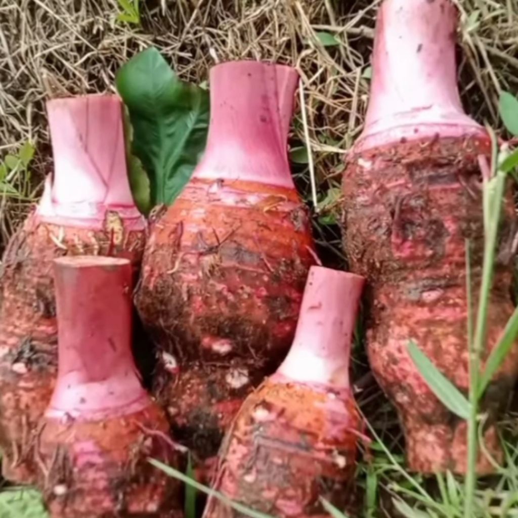 PROMO Talas Bentul TALAS BOGOR TALAS PAPUA PRATAMA Pulen Dan Mempur