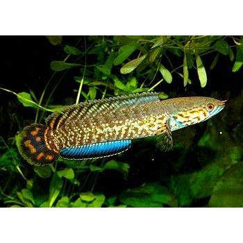 (Chana) Bleheri Best Quality 3-5cm Premium