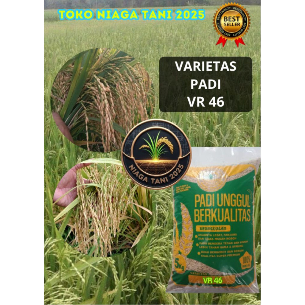 benih padi unggul VR 46